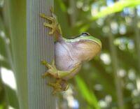 Laubfrosch