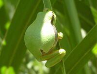 Laubfrosch mit dickem Bauch