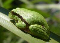 Laubfrosch
