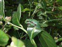 Juveniler Laubfrosch