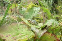 Juveniler Laubfrosch