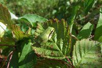 Juveniler Laubfrosch