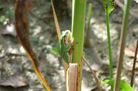 Junger Laubfrosch