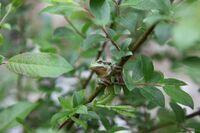 Juveniler Laubfrosch im Geäst