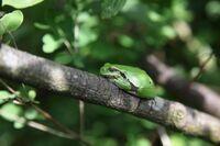 Laubfrosch schläft auf Ast