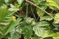 Juveniler Laubfrosch auf Brombeerblatt