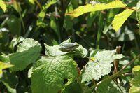 Junger Laubfrosch sonnt sich.