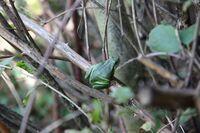 Laubfrosch in den Brombeeren