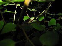 Laubfrosch in der Nacht