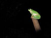 Laubfrosch in der Nacht