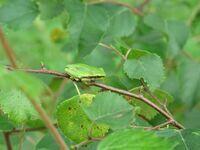 Laubfrosch sitzt auf Zweig