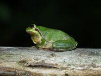 Laubfrosch auf Ast
