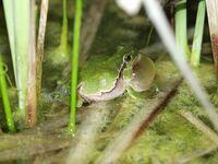 Laubfrosch ruft im Wasser