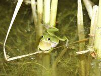Laubfrosch sitzt im Wasser