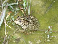 Teichfrosch