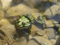 Wasserfrosch