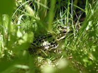 Teichfrosch Weibchen