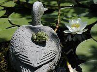 Wasserfrosch auf Plastikente