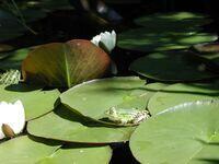 Männchen kleiner Wasserfrosch sitzt auf Seerosenblättern