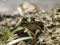 Subadulter Teichfrosch
