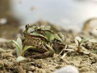 Subadulter Teichfrosch