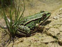 Subadulter Wasserfrosch