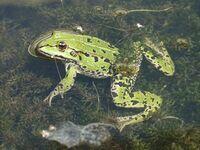 Wasserfrosch und dessen abgestossene Haut im Vordergrund