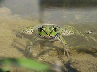 Teichfrosch liegt im Wasser