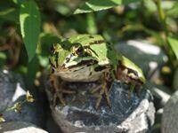 Subadulter Teichfrosch