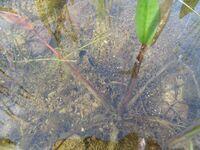 Laichballen Wasserfrosch