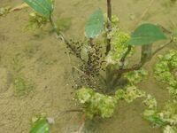 Laich des Wasserfroschs an Pflanze geklebt