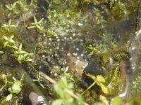 Laichballen des Wasserfroschs