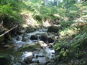 Sauerstoffreicher Bach in Wald als Laichgewässer Feuersalamander
