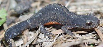 Bergmolch Männchen in Landtracht