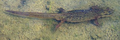 Fadenmolch Weibchen in Wassertracht, triturus helveticus
