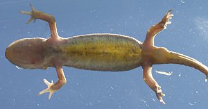 Bauchseite Fadenmolch Weibchen