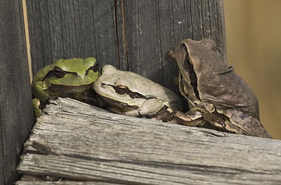 Variable Färbung des Laubfroschs