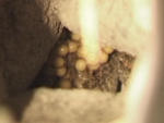 Männchen Geburtshelferkröte mit Eier im Versteck