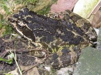 Sehr dunkel pigmentierter Grasfrosch
