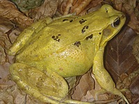 gelber Grasfrosch