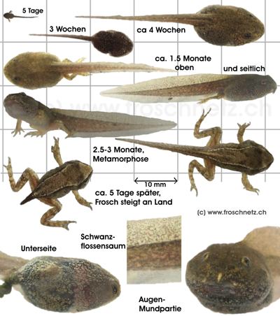 Entwicklung der Grasfrosch Kaulquappe