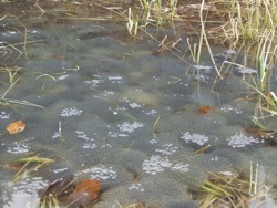 Laichteppich vom Grasfrosch