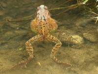 Grasfrosch mit Laich