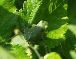 Juveniler Laubfrösch auf Brombeerblatt