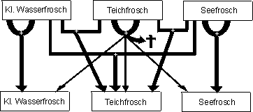 Kreuzungen zwischen den Grünfroscharten