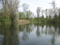 Weiher als Laichgewässer der Erdkröte