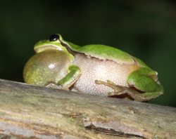 Rufender Laubfrosch auf Sitzwarte