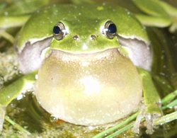 Laubfrosch mit grosser kehlständiger Schallblase