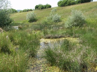 Kleiner, vegetationsreicher Tümpel als Lebensraum des Kleinen Wasserfroschs