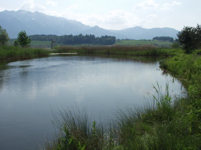 Grösserer Tümpel als Lebensraum des Teichfroschs